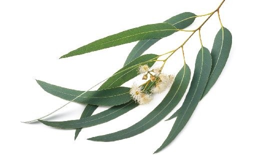 Eucalyptus